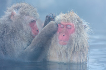 冬天泡温泉的猴子
