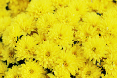 漂亮的黄色菊花花卉