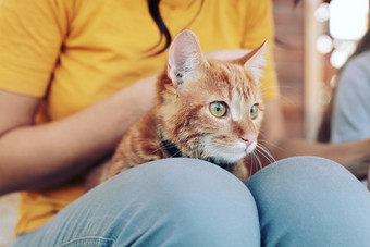 趴在女孩腿上的橘猫