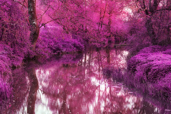粉色河流<strong>树木</strong>摄影图