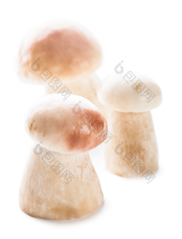 牛肝菌蘑菇摄影图