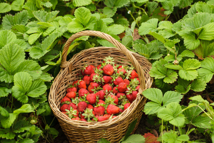 绿叶竹篮里的新鲜草莓