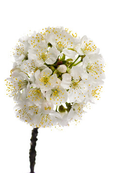白色花束花簇摄影图