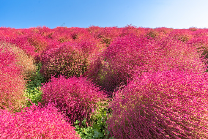 阳光下的红色花海
