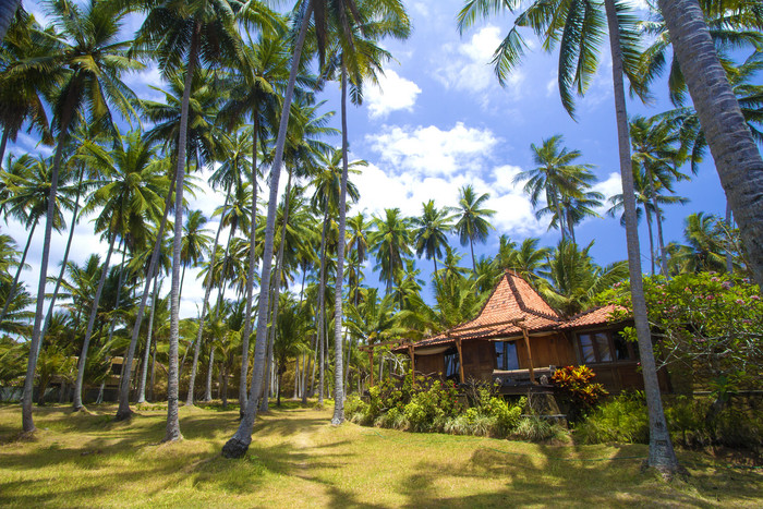 岛屿上的热带植物椰树