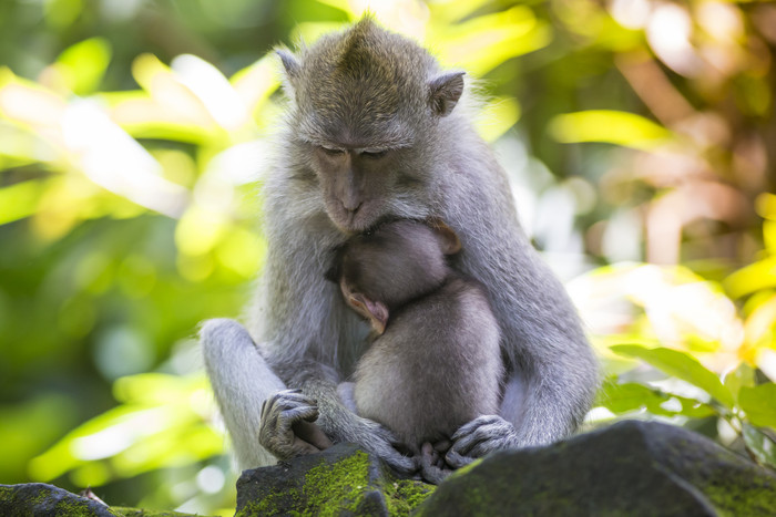 怀抱中的猴子摄影图