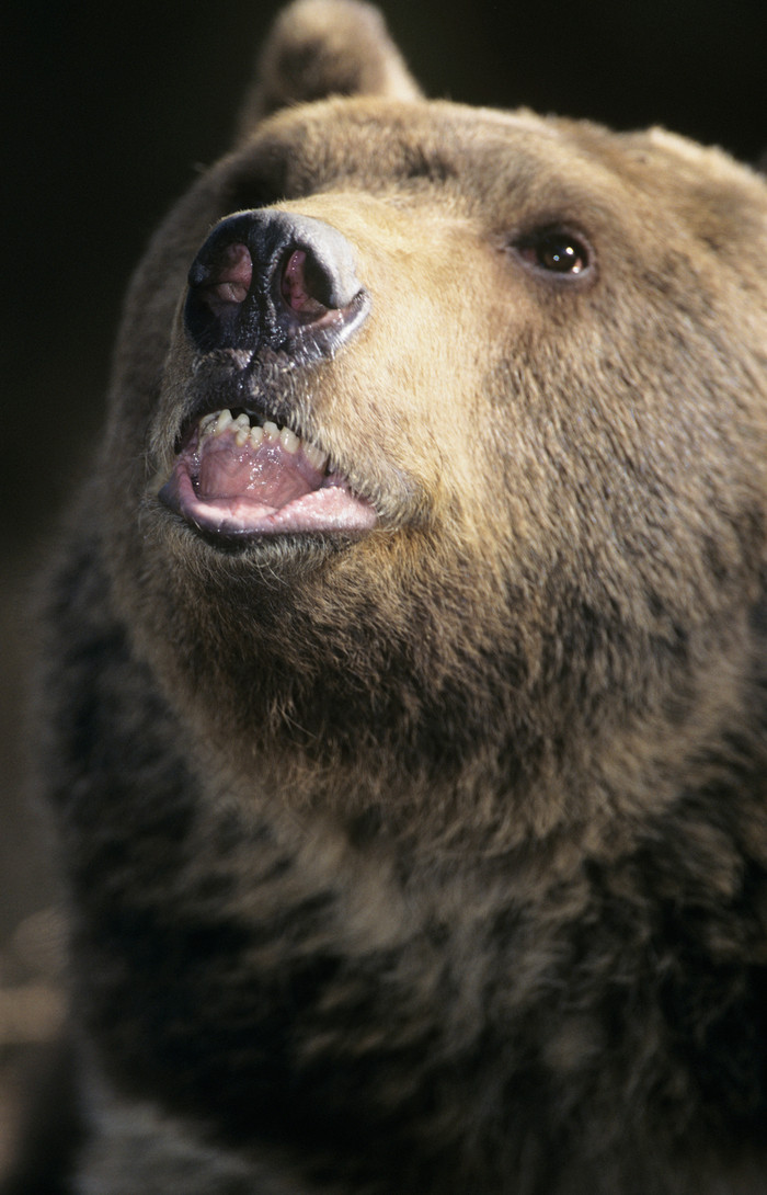 野生狗熊动物摄影图