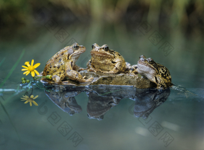 池塘岩石上的三只青蛙