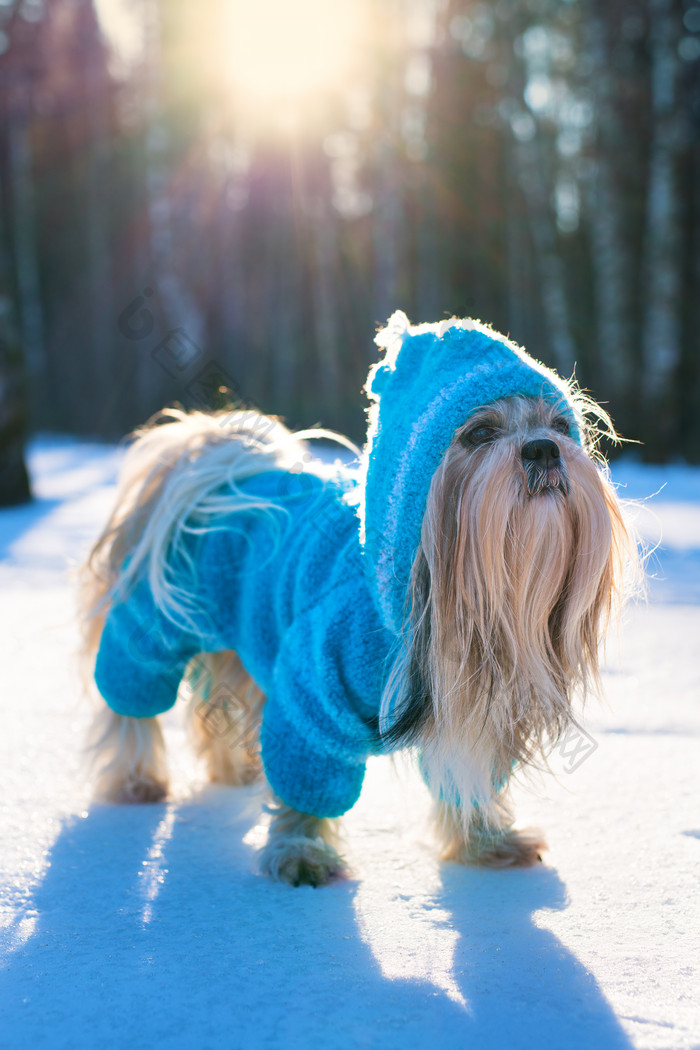 雪地中穿衣服的宠物狗