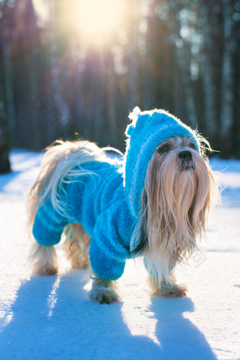 雪地中穿衣服的宠物狗