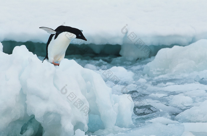 深色调冰上的企鹅摄影图