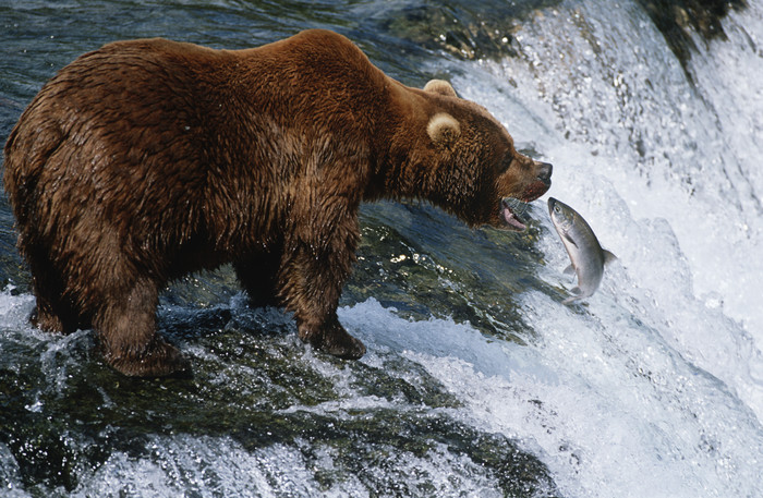 暗色调捉鱼的熊摄影图