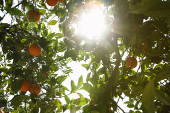 阳光照射的果树果子