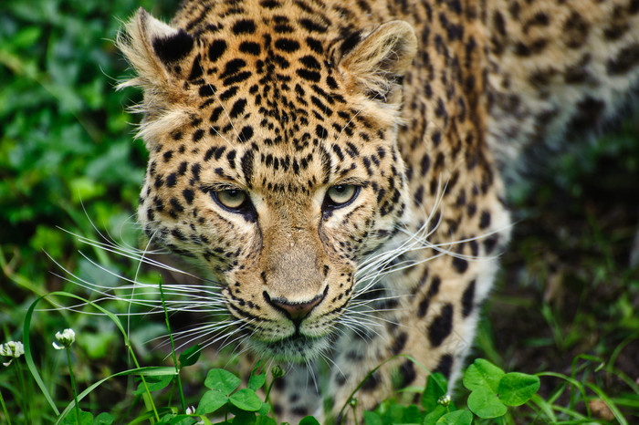 行走的花豹豹子摄影图