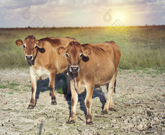农场田地中可爱的小牛