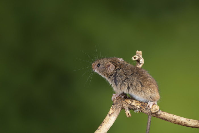 一只可爱的老鼠摄影图
