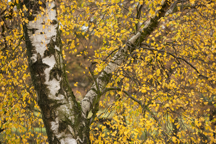 秋季树木树杈植物