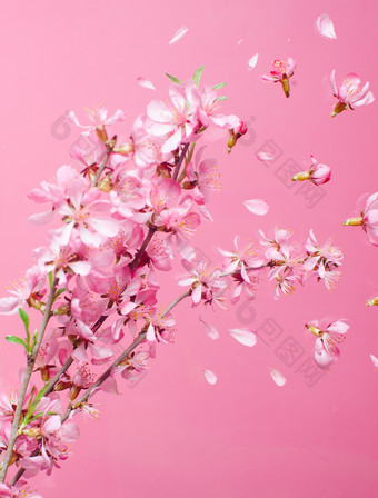 一支粉色的花朵摄影图