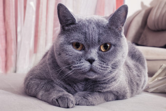 趴着的灰色猫咪摄影图