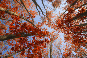 秋季森林的摄影图