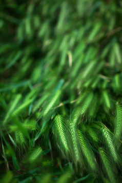 绿色调小草丛摄影图