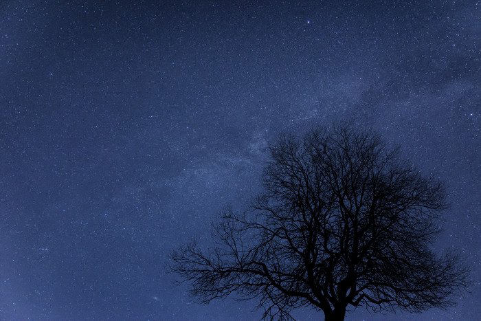 深蓝色调天空下的树摄影图