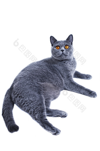 简约风灰色的大猫摄影图