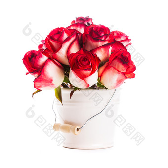 白桶中的红玫瑰花