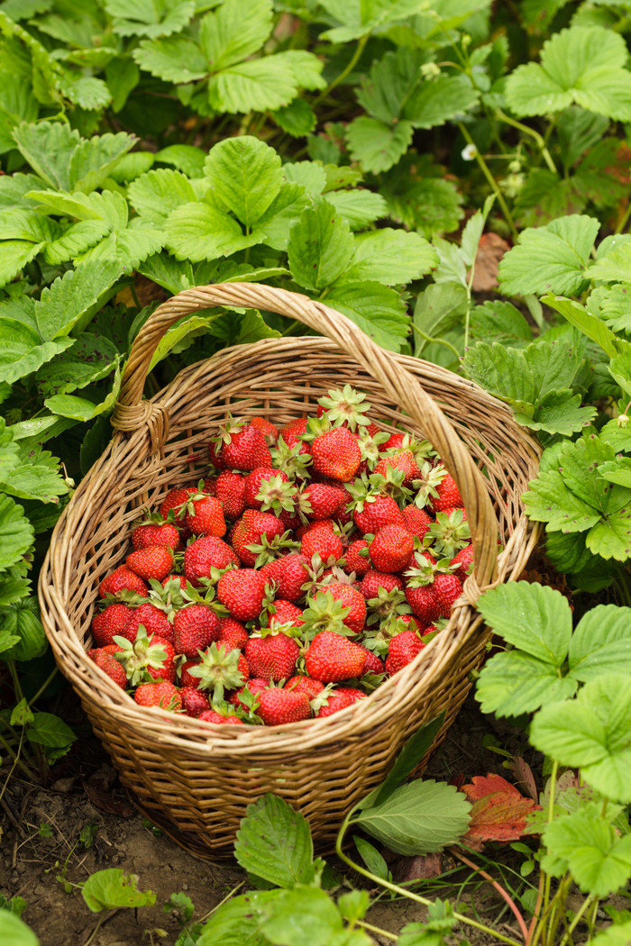 草莓园竹筐里的草莓