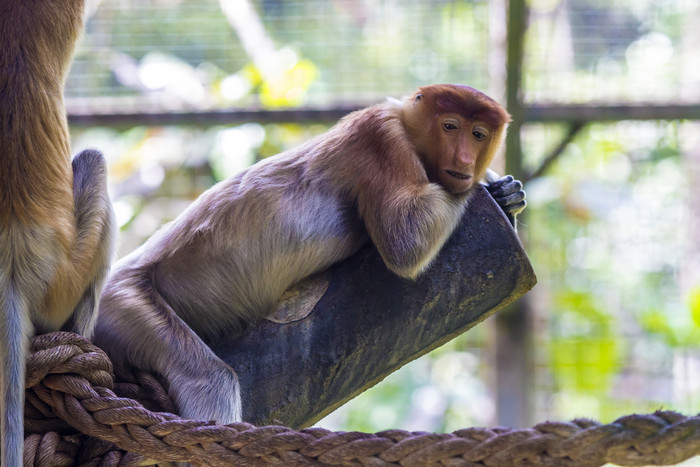 动物园猴子摄影图