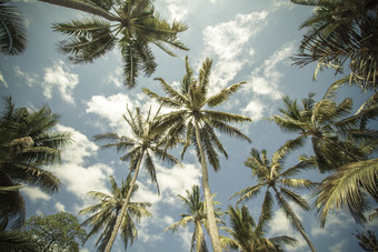 岛屿上的椰子树摄影图