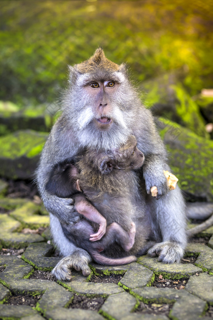 动物园的猴子母子
