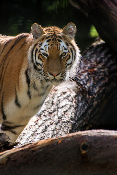 深色调一只林中大老虎摄影图