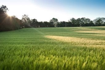 绿色调漂亮的稻田摄影图