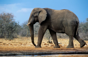 在户外的非洲大象