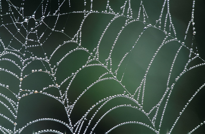 野外的蜘蛛网摄影图