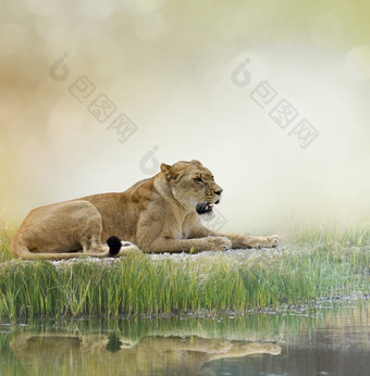 河边休息的<strong>狮子</strong>摄影图