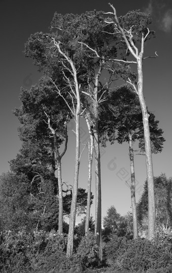山间小树林树木摄影图