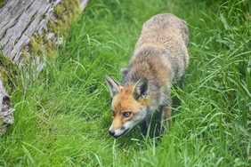 青草草地上的狐狸