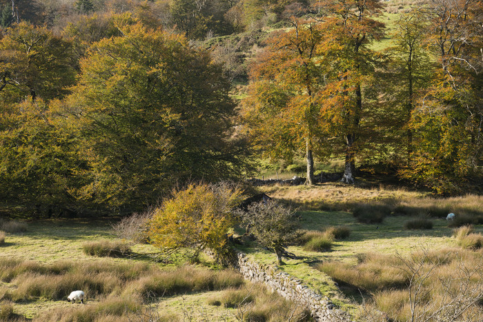 秋天风景优美的英格兰图片