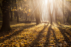 秋季阳光下的树林