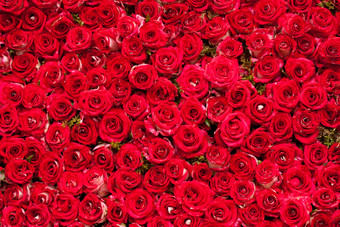 铺满的红玫瑰花朵