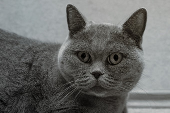 灰色调宠物<strong>大</strong>猫摄影图