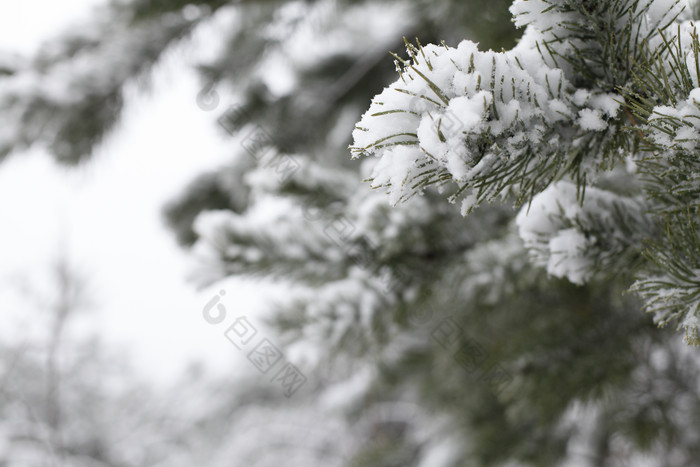 树枝植物上的白雪