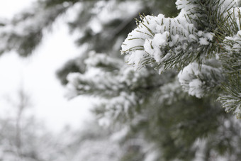 树枝植物上的白雪