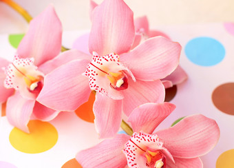 粉色花朵花卉植物摄影图