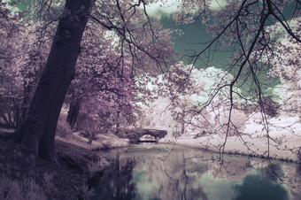 河边粉色的树木摄影图