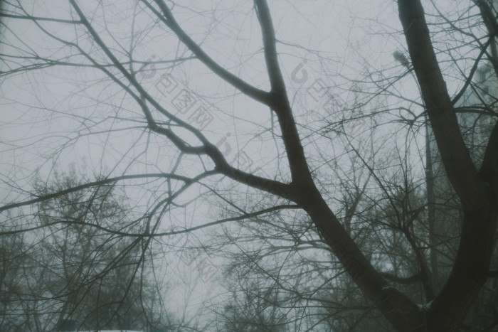暗色冬天的树摄影图