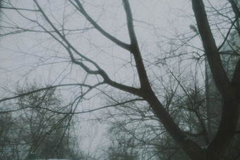 暗色冬天的树摄影图