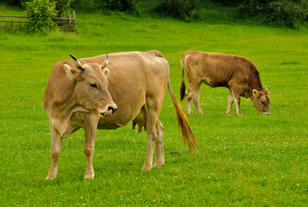 在草地上吃草的牛